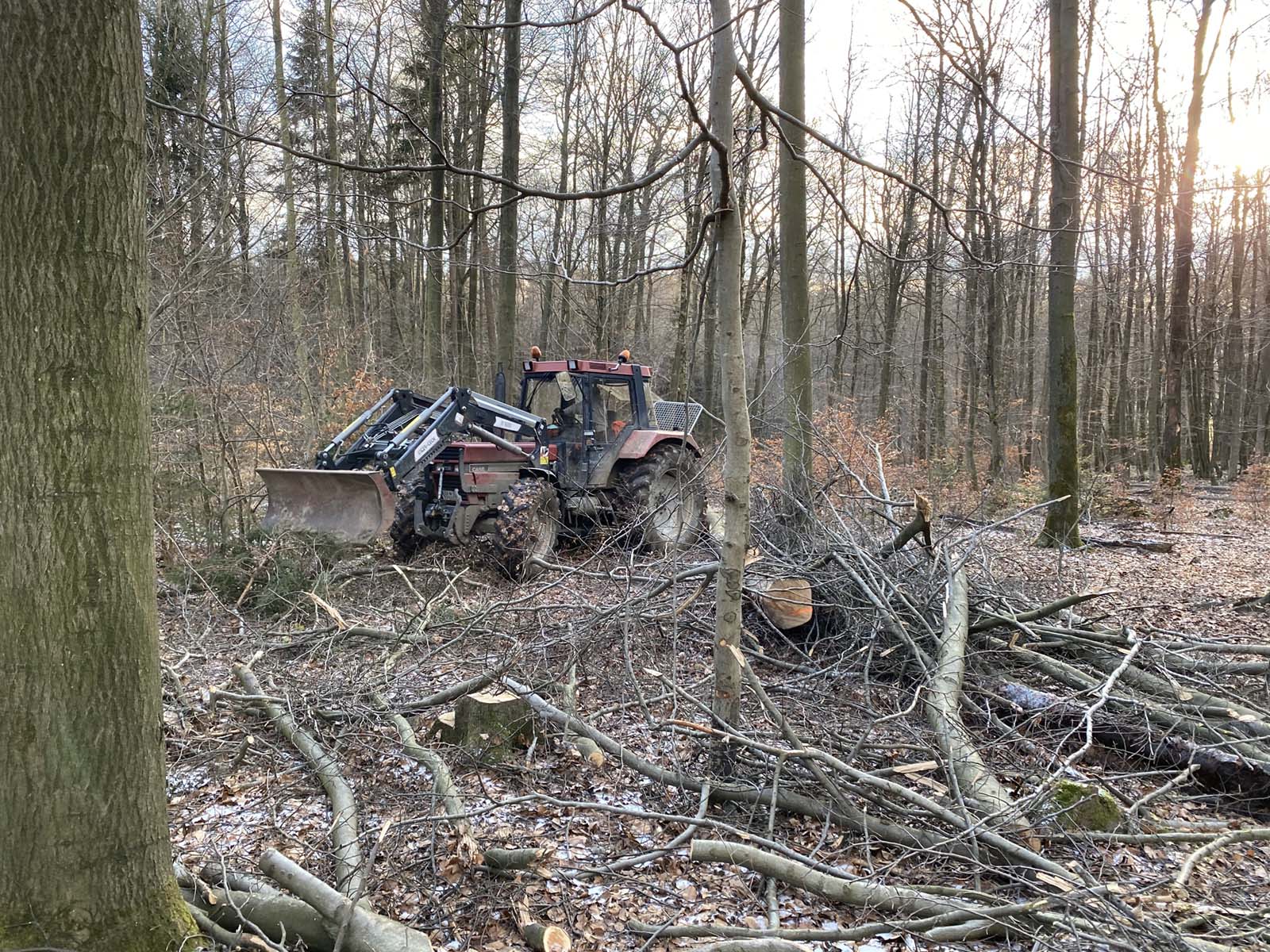 Brennholzpakete an einer Waldlichtung